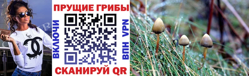 Псилоцибиновые грибы Psilocybine cubensis Верхняя Пышма